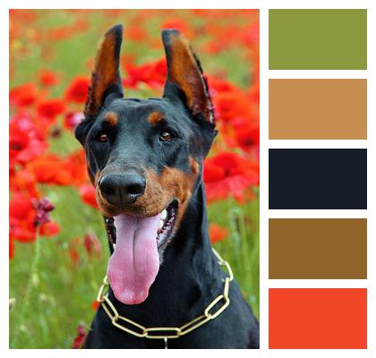 Doberman Dog Portrait Language Image